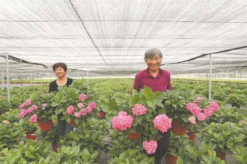 安徽苗木花卉 乡村振兴的美丽产业