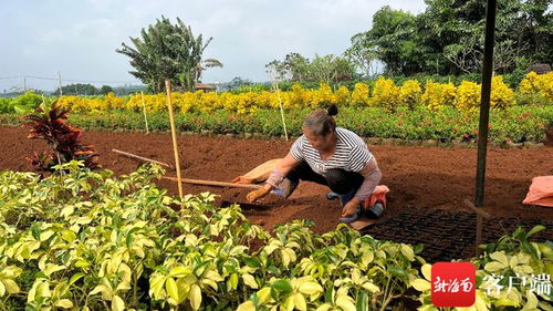海口琼山区培育现代化云龙花卉苗木产业链,推动产业高质量发展