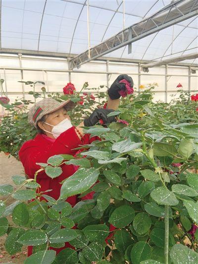 开源节流培育花卉苗木,20万株万寿菊与孔雀草为美化青城添彩