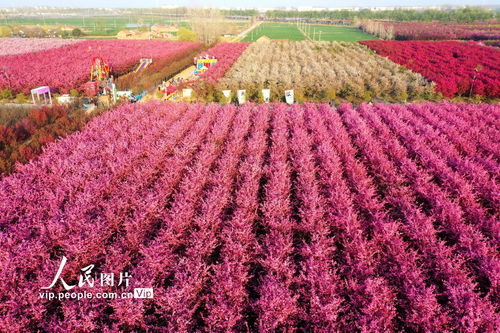 江苏沭阳 海棠花开红艳艳,苗木花卉产业绘就富民画卷