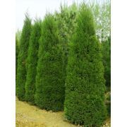 万汇苗木基地 打造绿色生态的苗木花卉种植典范