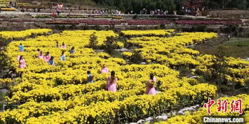 福建高山花海醉游人 苗木花卉种植