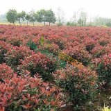 红叶石楠球 种植指南与养护技巧