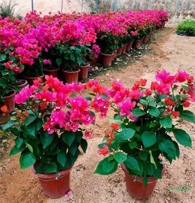 厦门花卉苗木产业发展态势良好