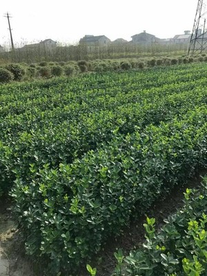 汉中冬青花卉苗木与万年青苗木花卉种植指南