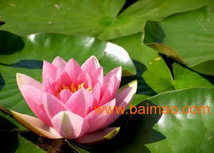 明玉草花苗木 生产厂家、价格与种植全解析