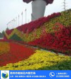 青州皓旭花卉 打造山东绿化苗木产业的绿色明珠