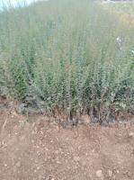 潍坊种植地供应优质水蜡，高度50公分，源自山东青州弥河三木花卉苗木基地