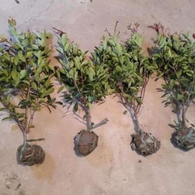 梓熙红叶石楠球 规格多样，带土球发货，诚邀电话订购